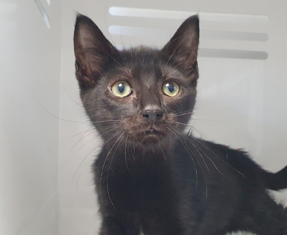 Zeratu - Chat Européen à adopter - photo 2