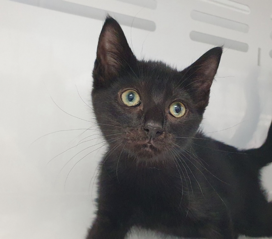 Zeratu - Chat Européen à adopter - photo 3