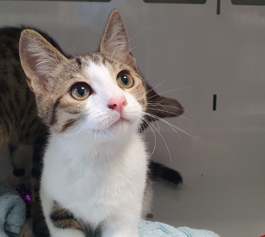 Zinc - Chat Européen à adopter