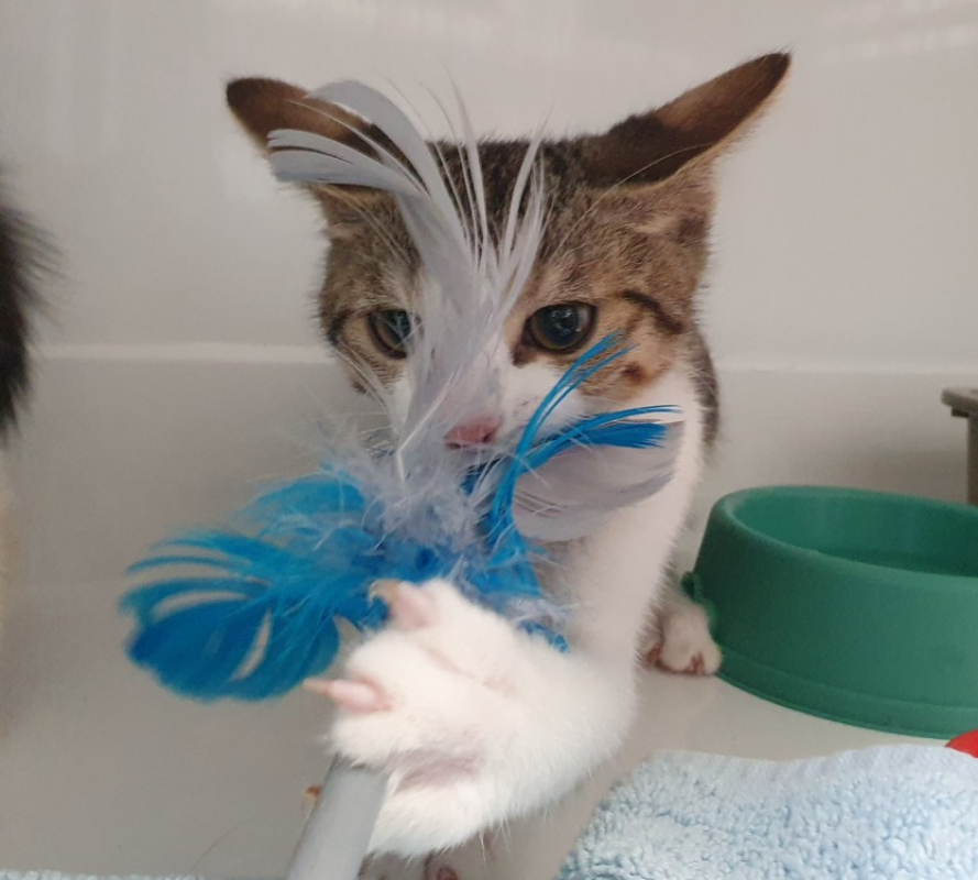 Zinc - Chat Européen à adopter - photo 2