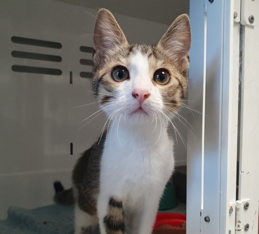 Zinc - Chat Européen à adopter - photo 3