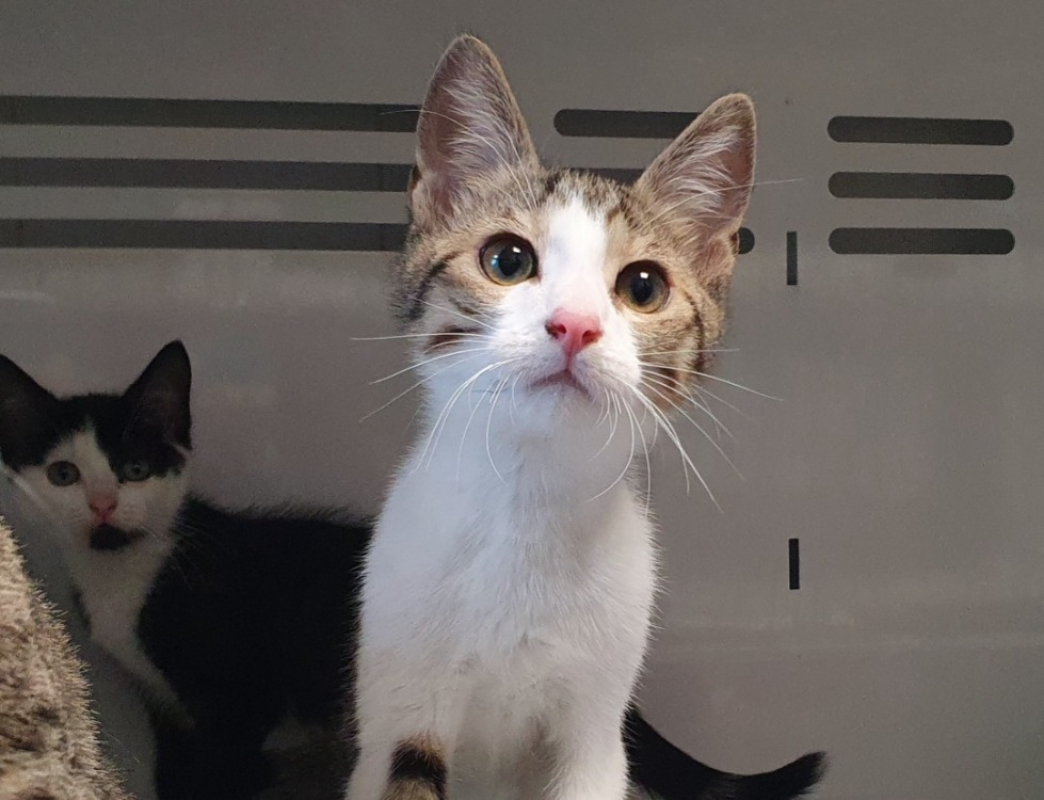 Zinc - Chat Européen à adopter - photo 4