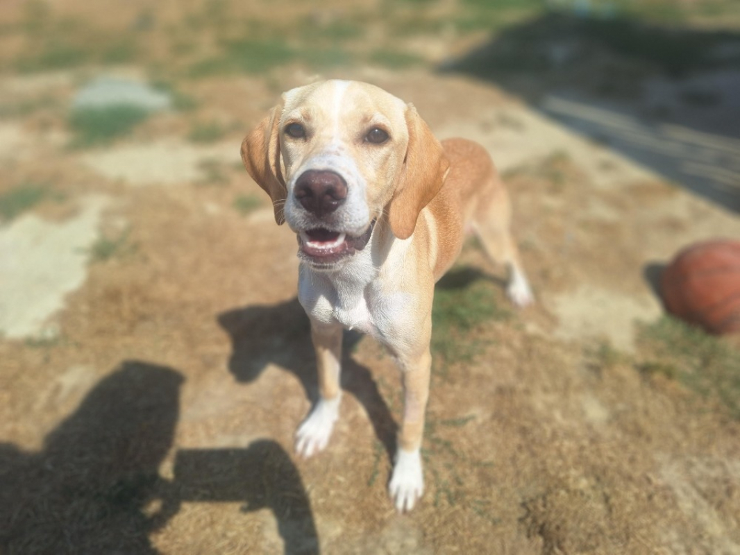 Abby - Chien à adopter