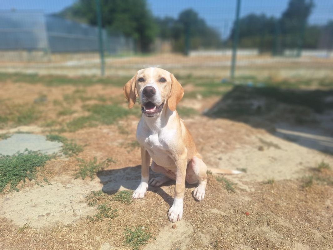 Abby - Chien à adopter - photo 2