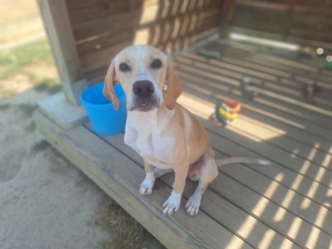 Abby - Chien à adopter - photo 3