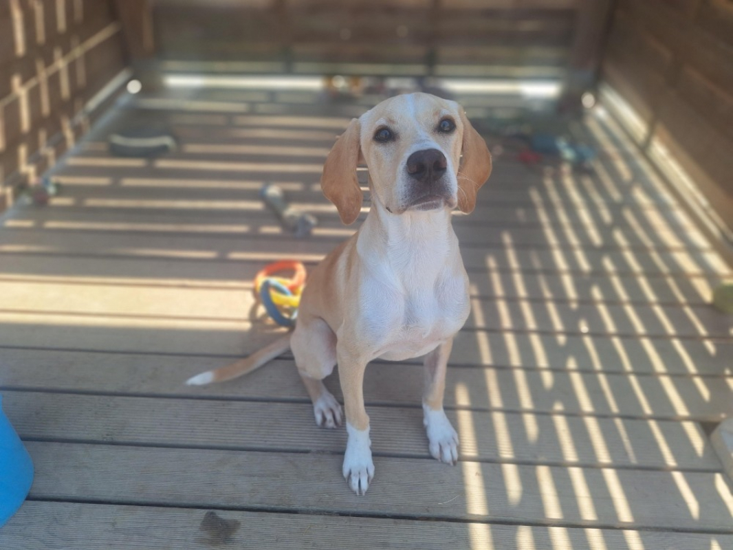 Abby - Chien à adopter - photo 4