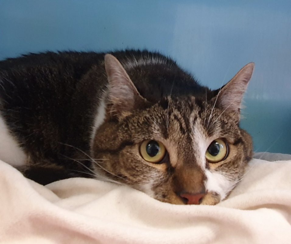 Nala - Chat Européen à adopter