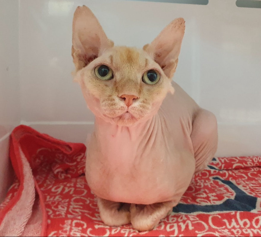 Shiro - Chat Sphynx à adopter