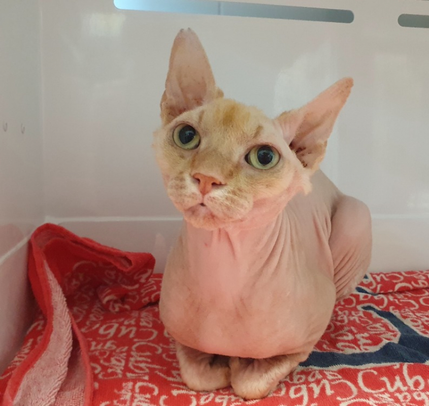 Shiro - Chat Sphynx à adopter - photo 2