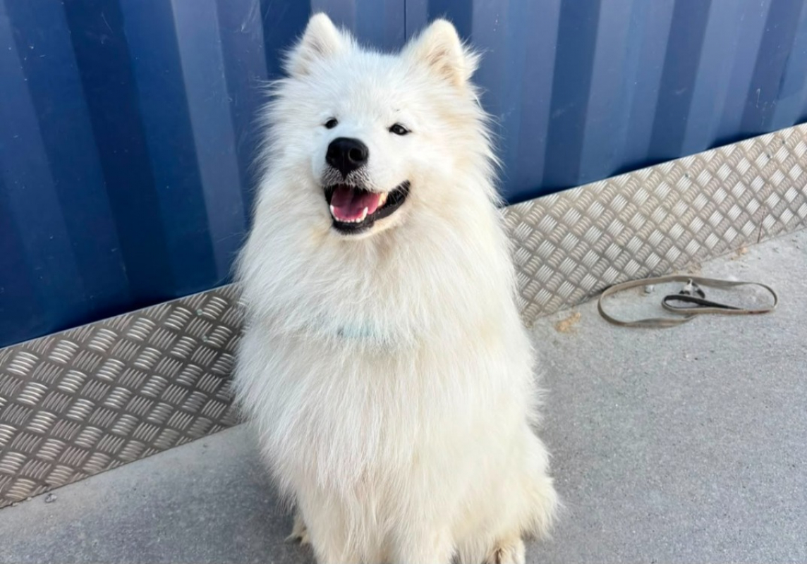 Asko - Chien Samoyéde à adopter