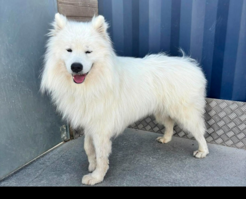 Asko - Chien Samoyéde à adopter - photo 2