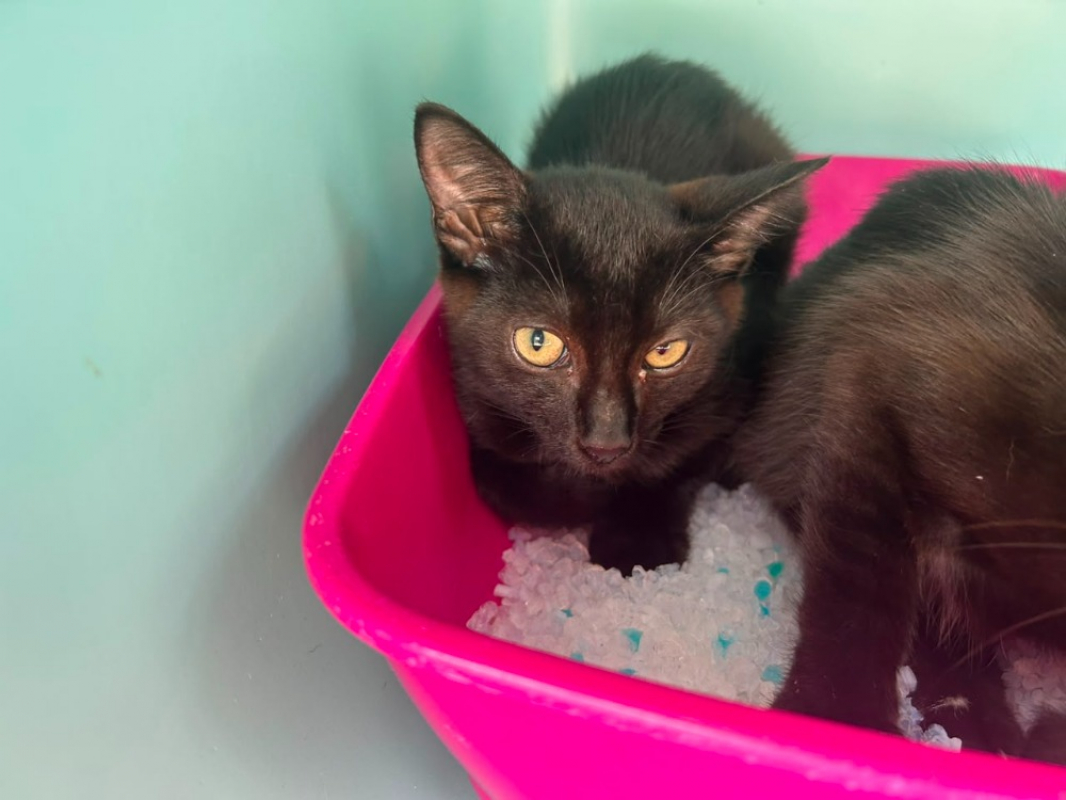 Dali - Chat Européen à adopter
