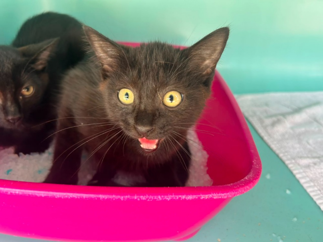 Salvador - Chat Européen à adopter