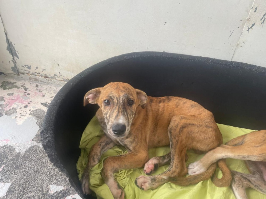 Watson - Chien à adopter