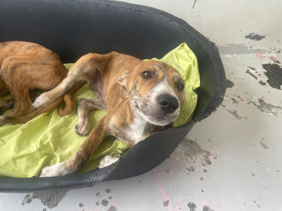 Sherlock - Chien à adopter