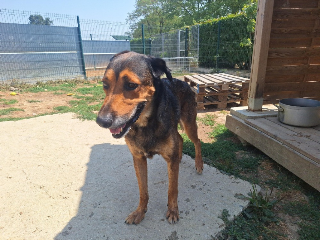 Odin - Chien à adopter - photo 2