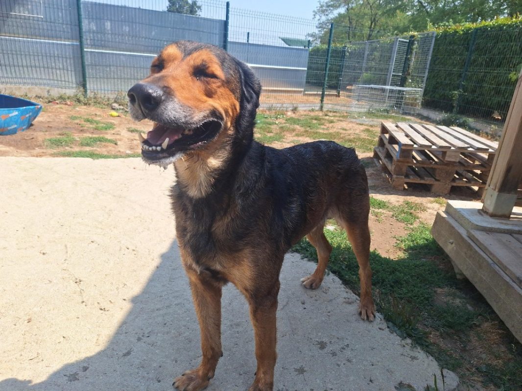 Odin - Chien à adopter