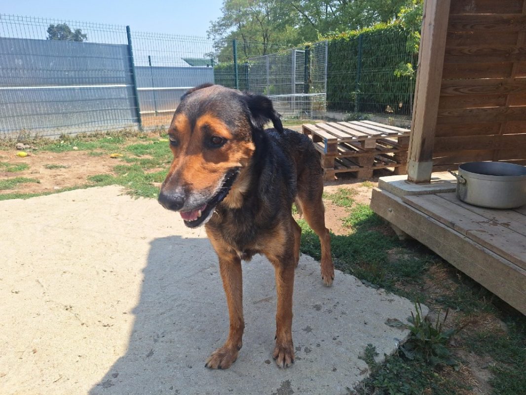 Odin - Chien à adopter - photo 2