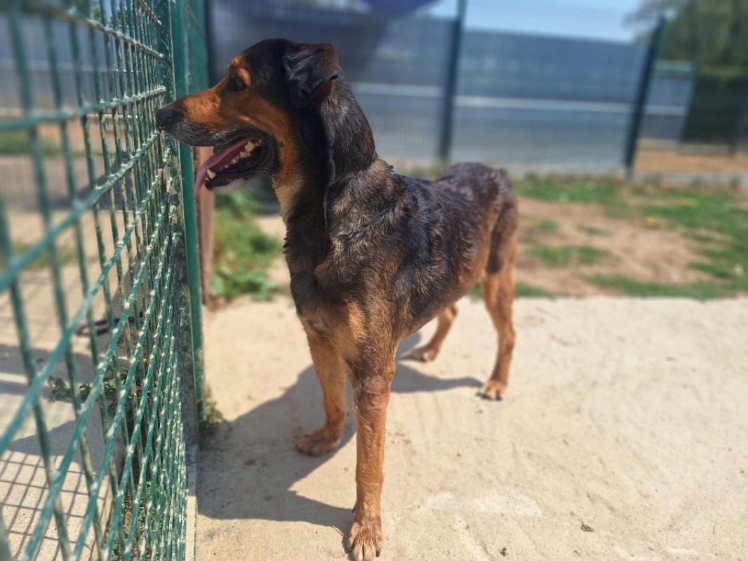 Odin - Chien à adopter - photo 3