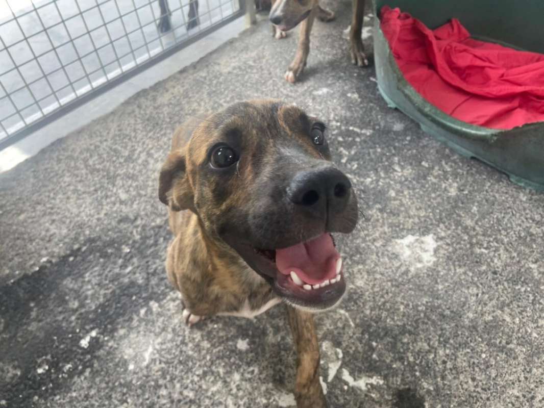 Aramis - Chien à adopter
