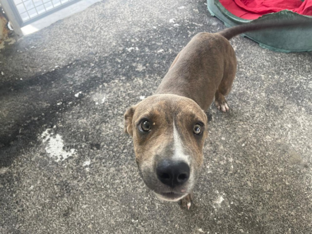 Portos - Chien à adopter