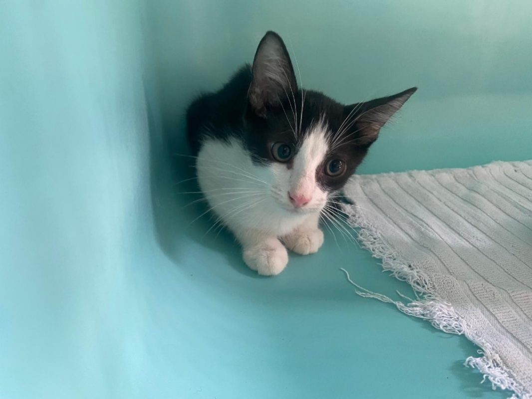 Nickel - Chat Européen à adopter - photo 2