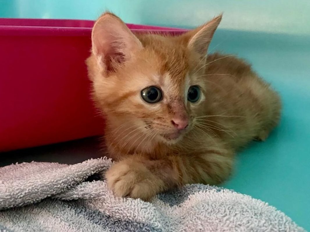 Dag - Chat Européen à adopter