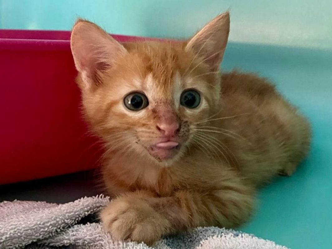 Dag - Chat Européen à adopter - photo 2