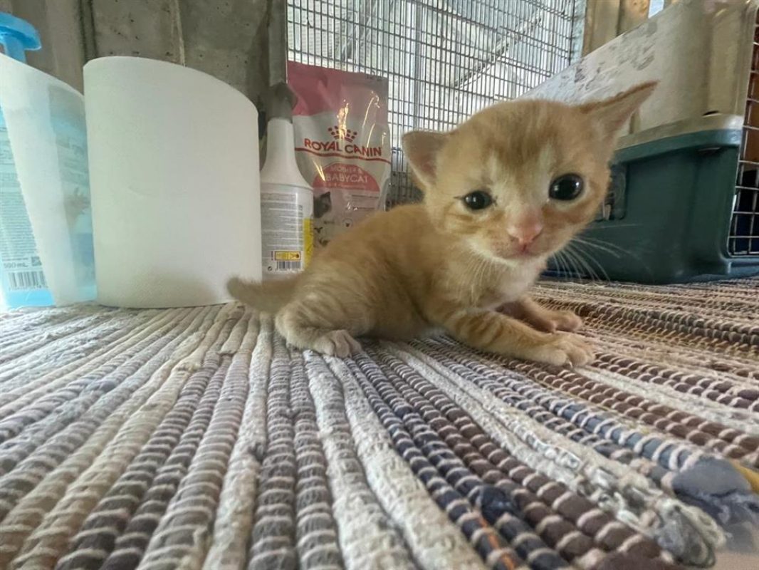 Dag - Chat Européen à adopter - photo 3