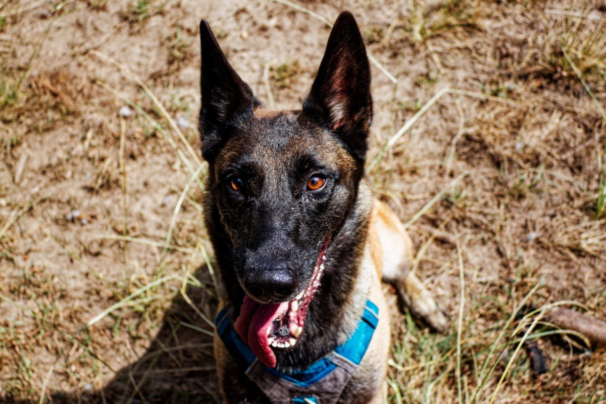 Luna - Chien Berger Belge Malinois à adopter