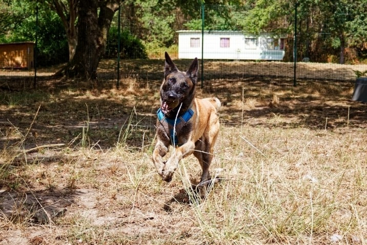 Luna - Chien Berger Belge Malinois à adopter - photo 2