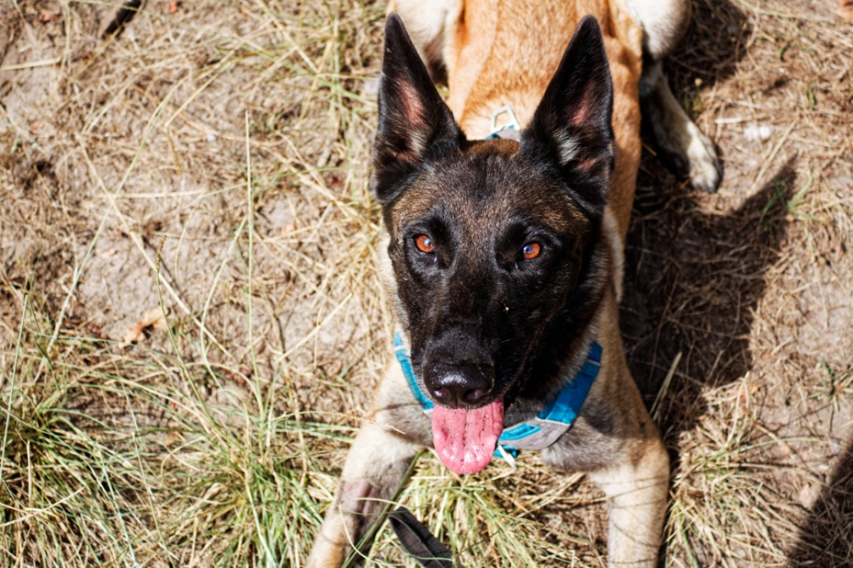 Luna - Chien Berger Belge Malinois à adopter - photo 3