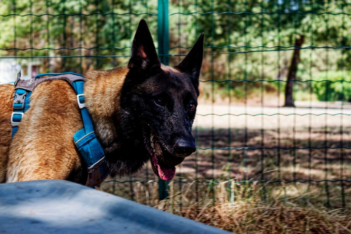 Luna - Chien Berger Belge Malinois à adopter - photo 4
