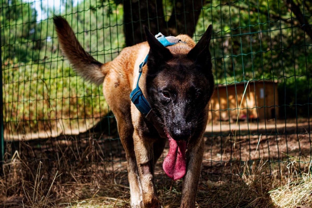 Luna - Chien Berger Belge Malinois à adopter - photo 5