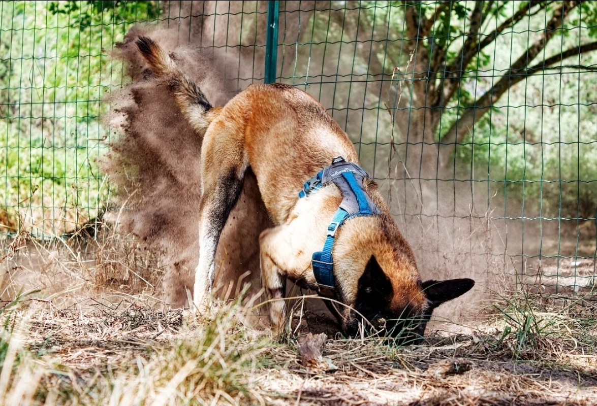 Luna - Chien Berger Belge Malinois à adopter - photo 6