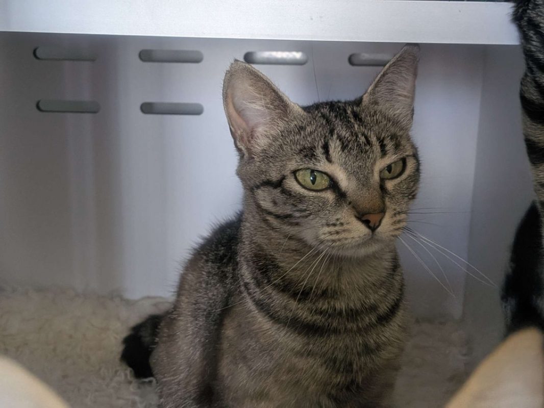 Nova - Chat Européen à adopter