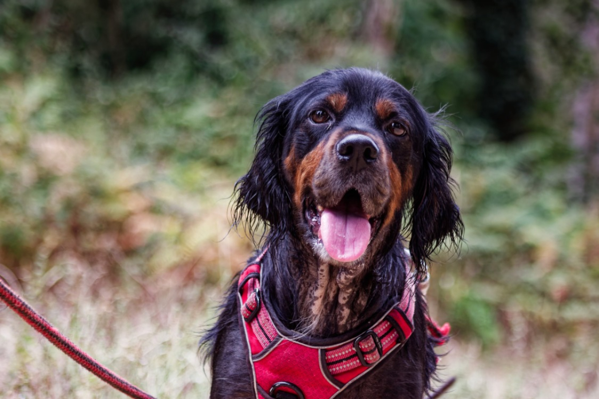 Roxie - Chien Setter Gordon à adopter