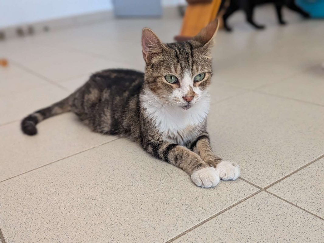 Opium - Chat Européen à adopter