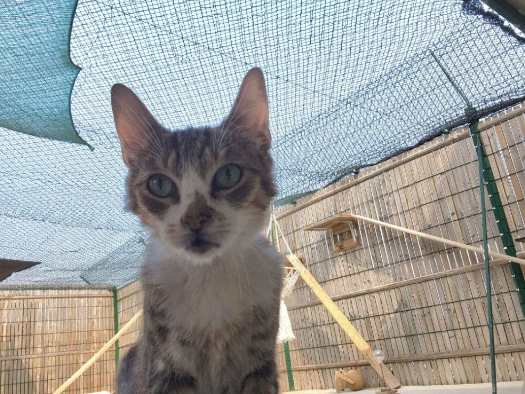 Opium - Chat Européen à adopter - photo 2