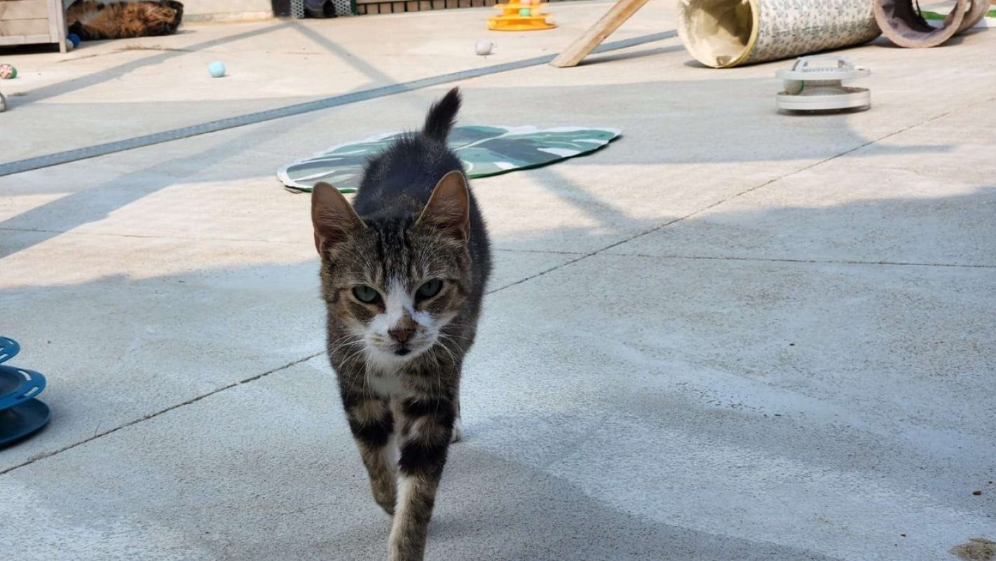 Opium - Chat Européen à adopter - photo 3