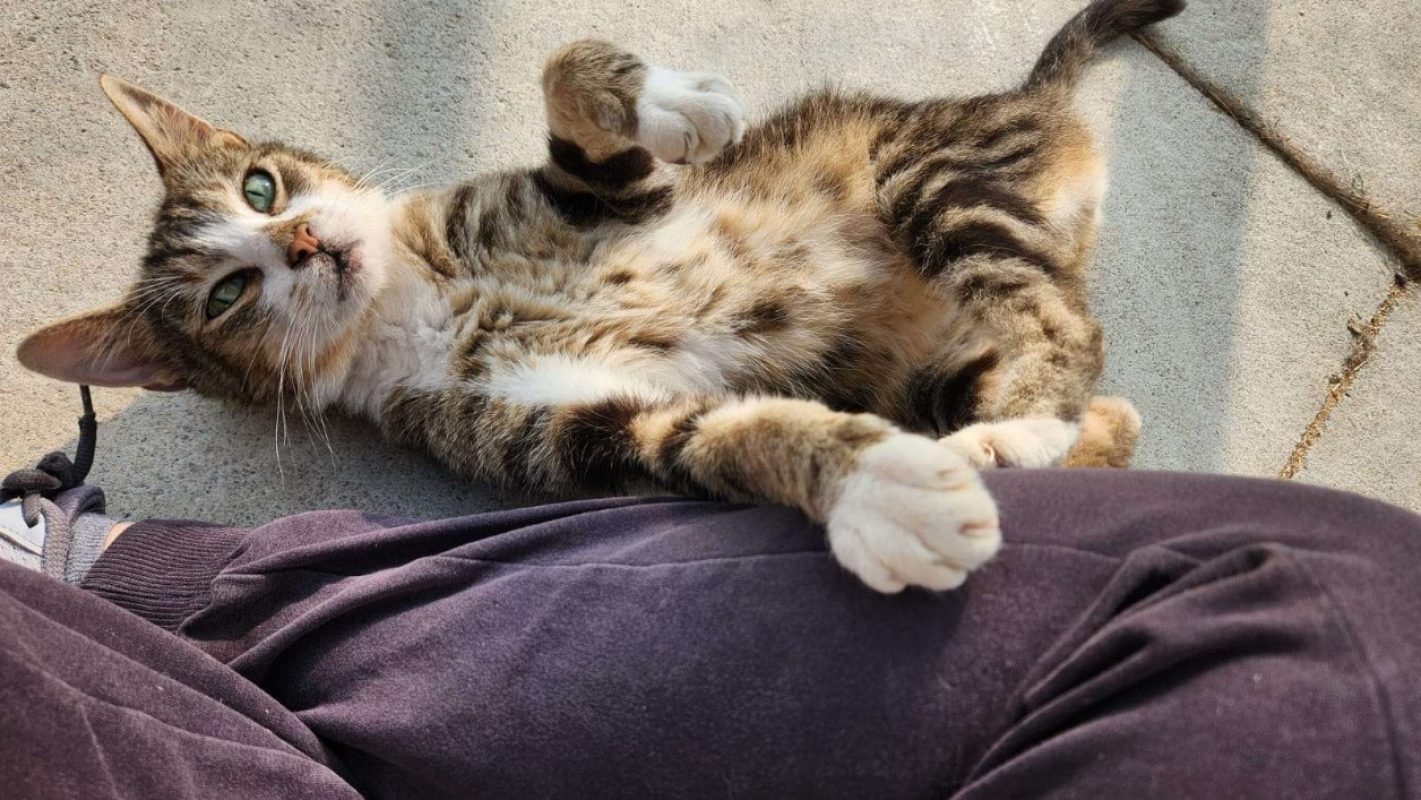 Opium - Chat Européen à adopter - photo 4