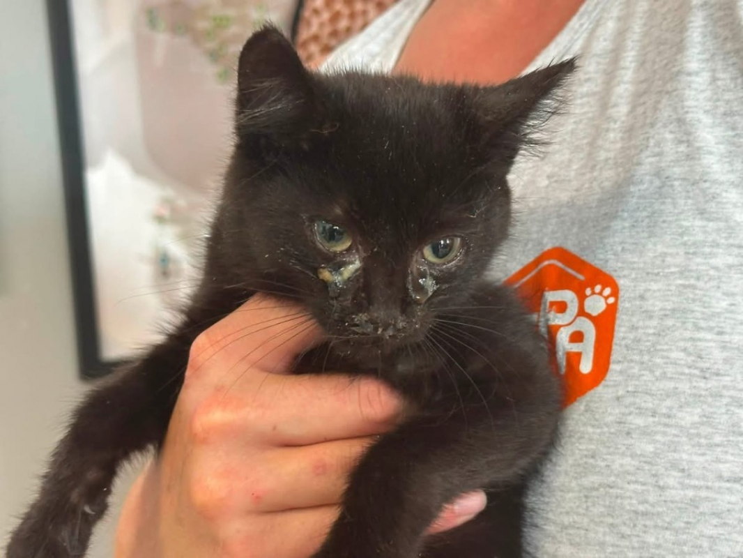 Chika - Chat Européen à adopter