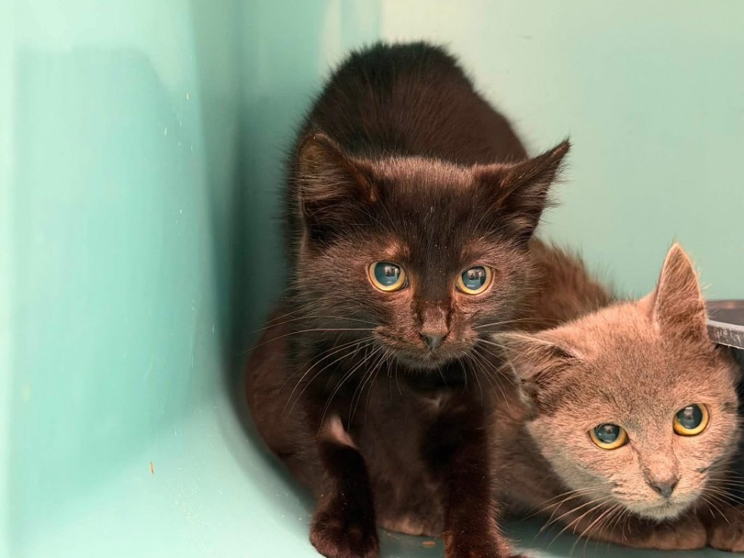 Chika - Chat Européen à adopter
