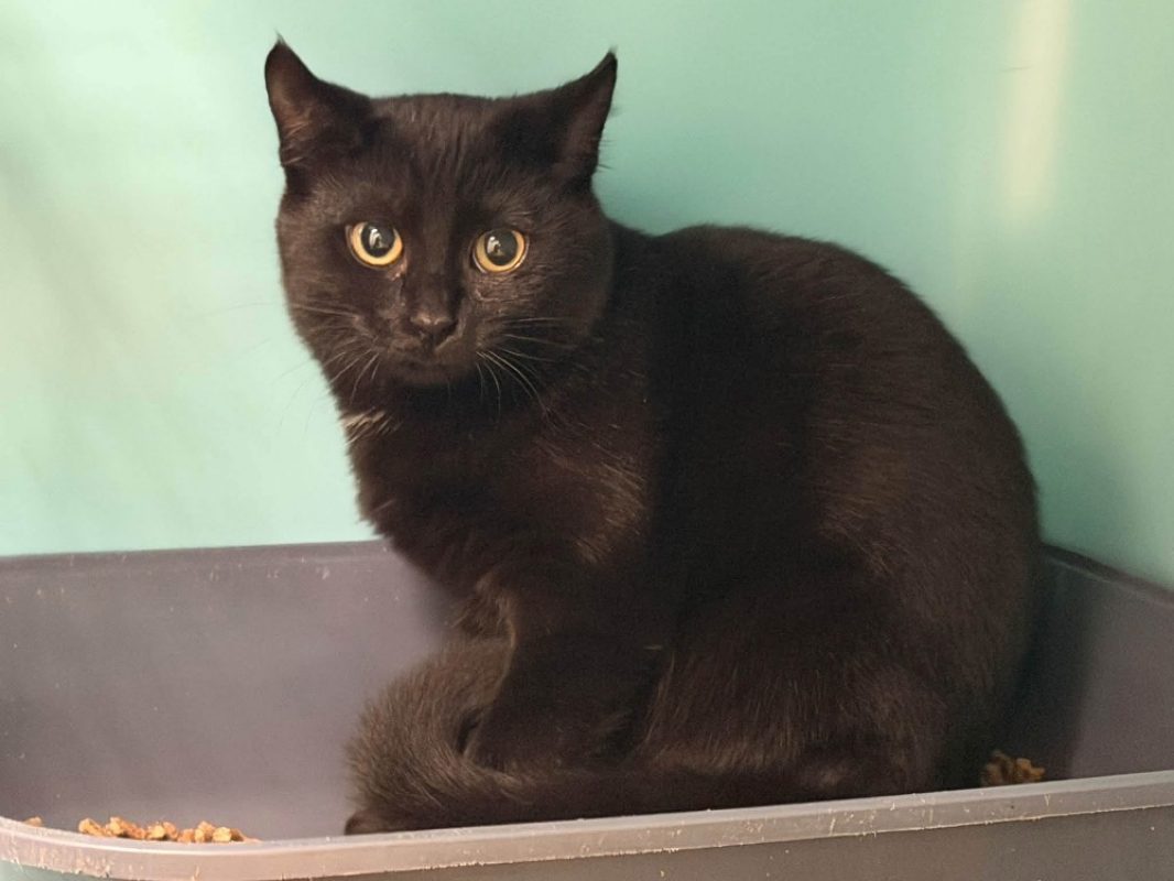 Chika - Chat Européen à adopter