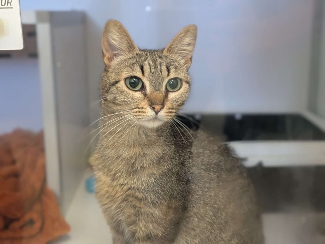 Foly - Chat Européen à adopter