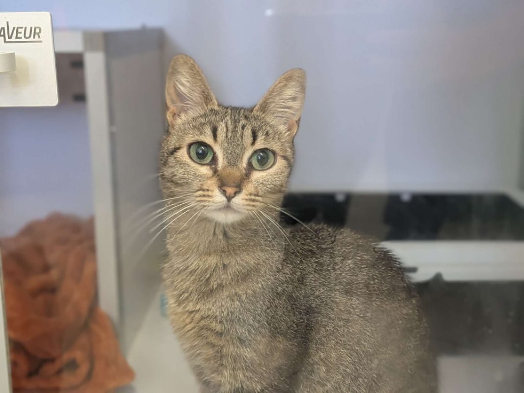 Foly - Chat Européen à adopter - photo 2