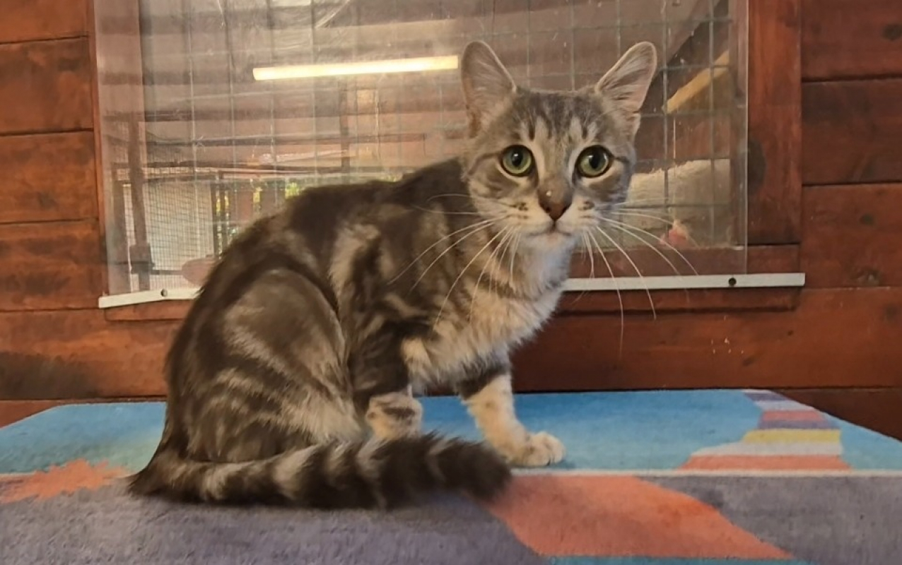 Pablo - Chat Européen à adopter
