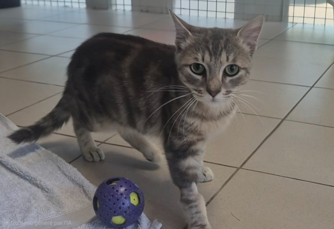 Pablo - Chat Européen à adopter - photo 2