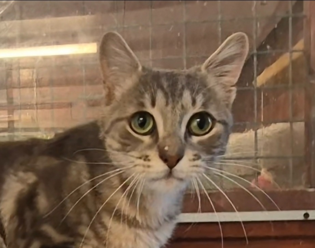 Pablo - Chat Européen à adopter - photo 3