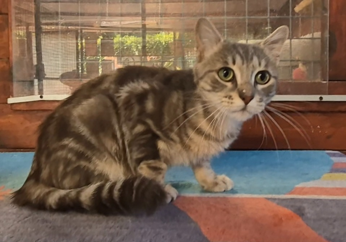 Pablo - Chat Européen à adopter - photo 4